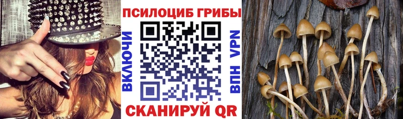 Псилоцибиновые грибы мицелий  где продают   Хасавюрт 